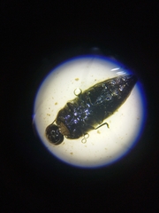 Acmaeodera cylindrica