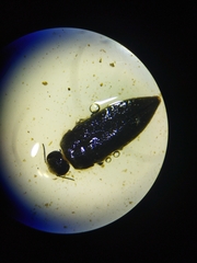 Acmaeodera cylindrica