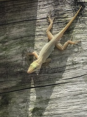Anolis acutus