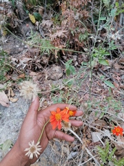 Adenophyllum aurantium