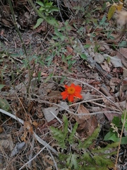 Adenophyllum aurantium