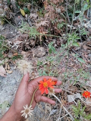 Adenophyllum aurantium