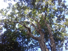 Campomanesia xanthocarpa