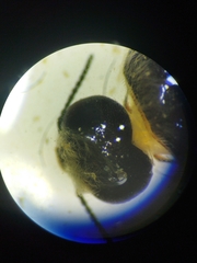 Acmaeodera cylindrica