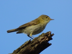 Phylloscopus ibericus