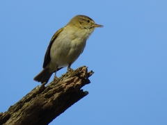 Phylloscopus ibericus