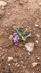 Asclepias uncialis