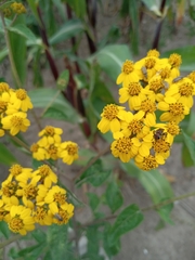 Kingianthus paniculatus