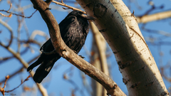 Corvus frugilegus