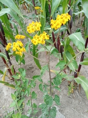 Kingianthus paniculatus