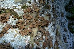 Pseudocyphellaria crocata image