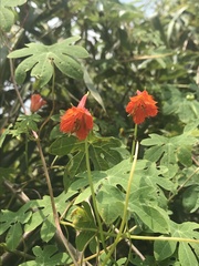 Tropaeolum smithii