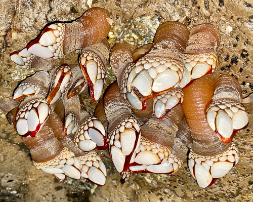Gooseneck Barnacle, photo 5 of 8