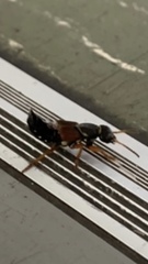 Staphylinus dimidiaticornis