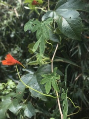 Tropaeolum smithii