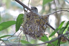 Vireo bellii
