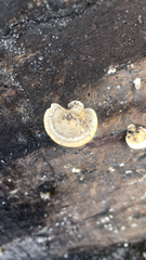 Trametes