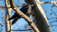 Corvus frugilegus