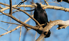 Corvus frugilegus