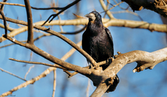 Corvus frugilegus