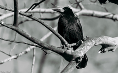 Corvus frugilegus