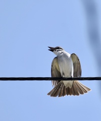 Tyrannus dominicensis