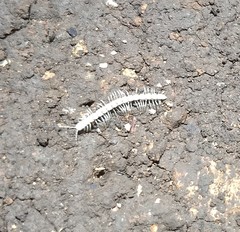 Speodesmus bicornourus