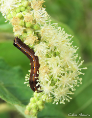 Spodoptera cosmioides