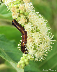 Spodoptera cosmioides