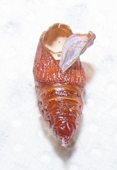 Petovia marginata