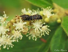 Acmaeodera bucki