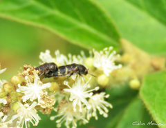 Acmaeodera bucki