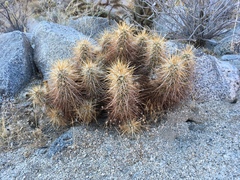 Echinocereus engelmannii
