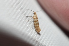 Argyresthia quadristrigella