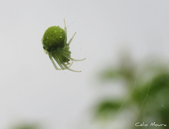Araneus uniformis