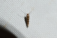 Argyresthia quadristrigella