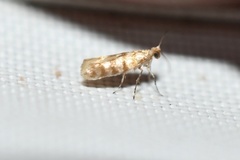 Argyresthia quadristrigella