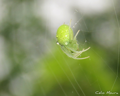 Araneus uniformis