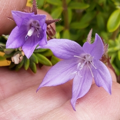 Campanula poscharskyana