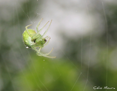 Araneus uniformis