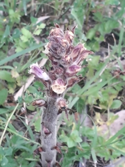 Orobanche