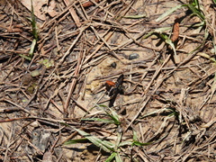 Trichopoda lanipes