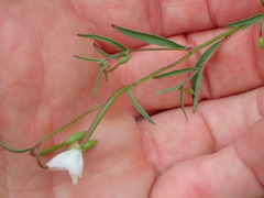 Clarkia epilobioides