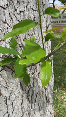 Quercus muehlenbergii