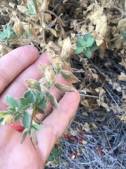 Epilobium canum garrettii