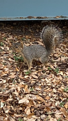 Sciurus niger