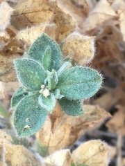 Epilobium canum garrettii