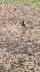 Turdus migratorius