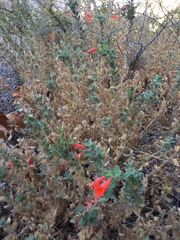 Epilobium canum garrettii