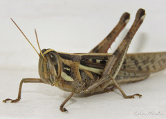 Schistocerca cancellata